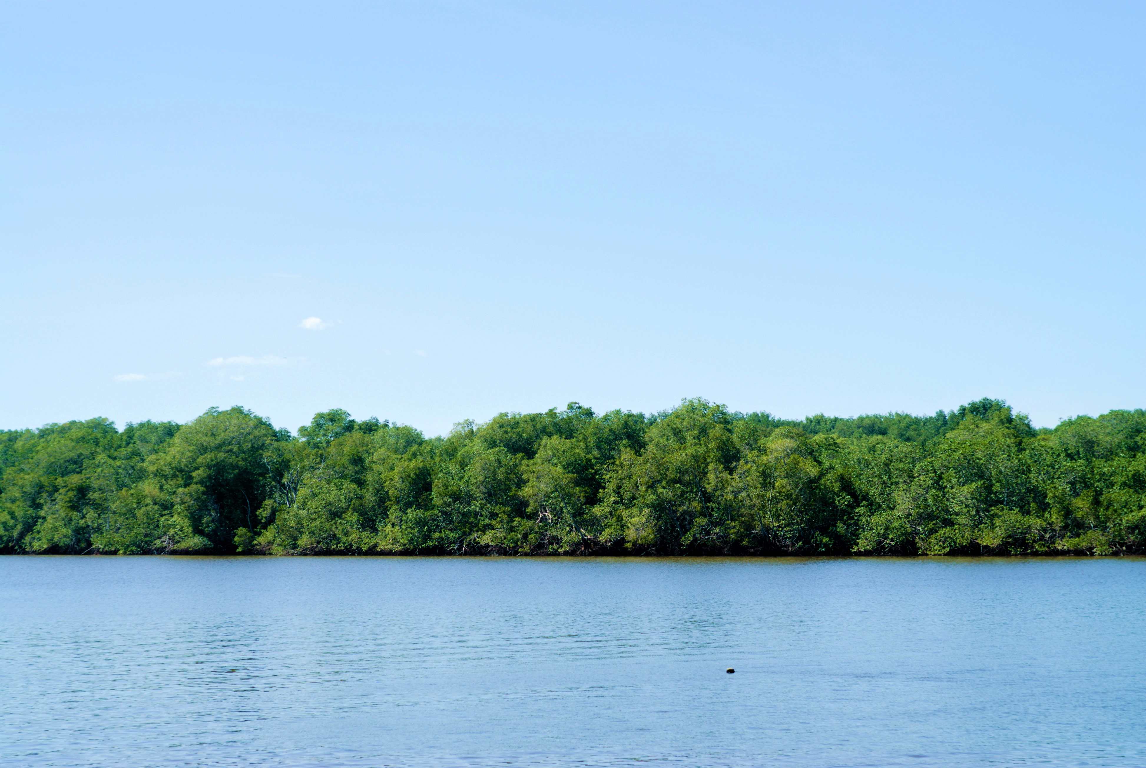 Porque es tan importante el manglar de Puntarenas