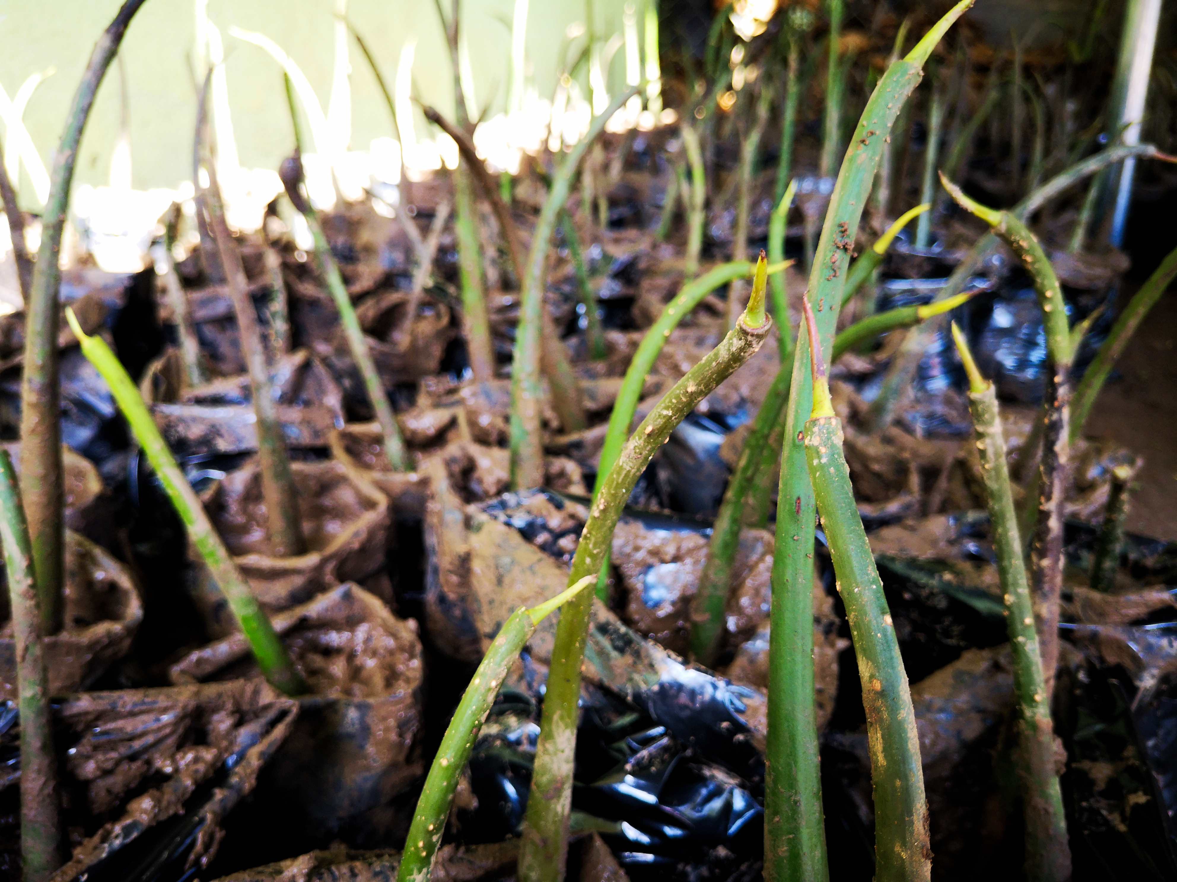 Cómo se hace un vivero de Mangle en 10 pasos